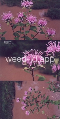 bergamot, wild